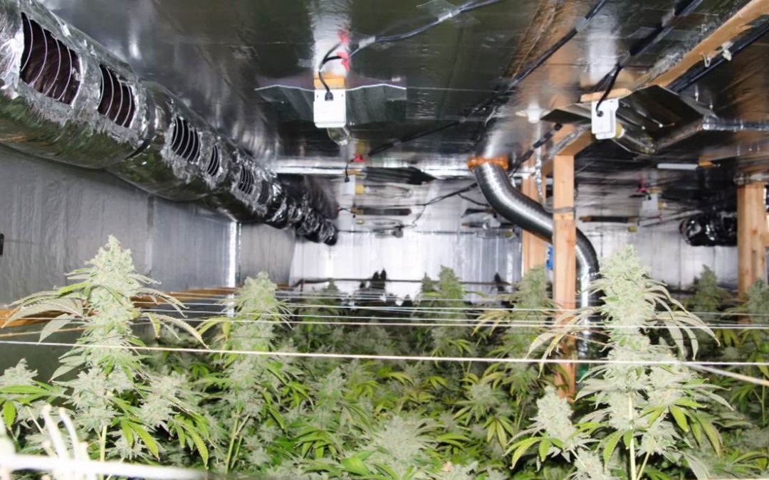 florida marijuana growing
