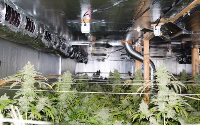 Florida Marijuana Growing